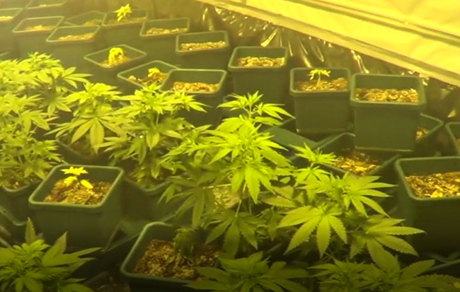VIDEO: Polícia zadržala pestovateľov marihuany
