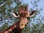 Smutnú správu prináša IUCN: Žirafám hrozí vyhynutie