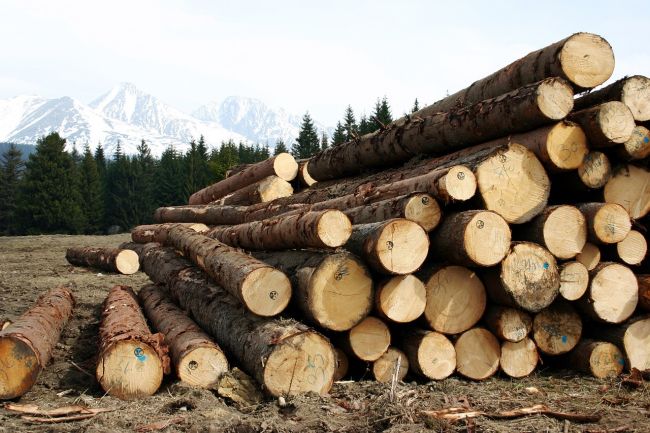 Z tatranských lesov mizne drevo, najmä v okolí rómskych osád