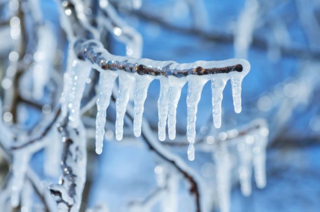 Aké veľké sú cencúle v decembri, také dlhé budú rúrky z kukurice