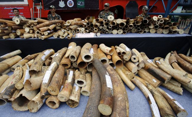 Čína do konca roka 2017 zakáže obchod so slonovinou