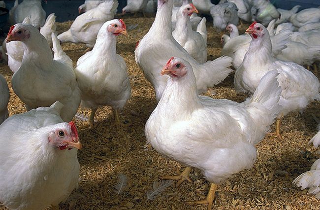 Ministerstvo zahraničných vecí varuje pred vtáčou chrípkou