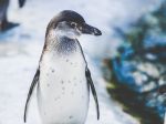 Lekári radia ľuďom aby sa na ľade pohybovali ako tučniaky