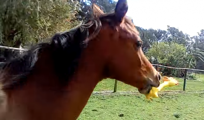 Video: Čo sa stane, keď kôň dostane hračku