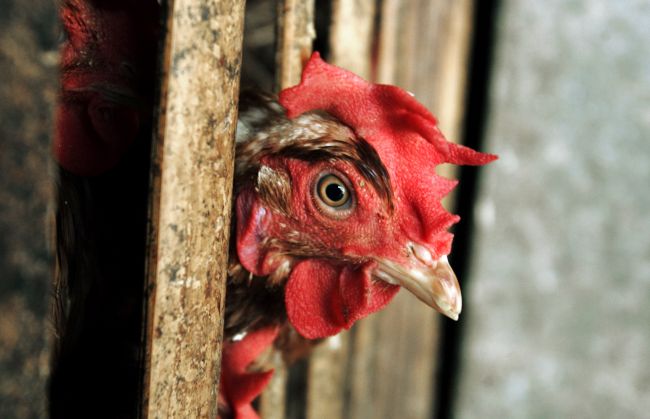 V obci neďaleko Prahy začali s likvidáciou vtákov nakazených vírusom H5N8