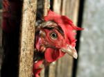 V obci neďaleko Prahy začali s likvidáciou vtákov nakazených vírusom H5N8