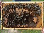 Slovenskí včelári nestíhajú pokrývať spotrebu medu, musíme ho dovážať