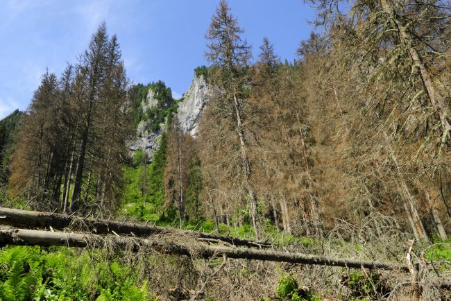 Lesov na Slovensku podľa satelitných záberov ubúda, štatistiky hovoria opak