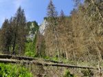 Lesov na Slovensku podľa satelitných záberov ubúda, štatistiky hovoria opak