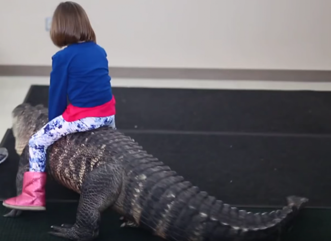 Video: Znepokojujúce video s dievčatkom jazdiacom na aligátorovi