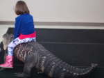 Video: Znepokojujúce video s dievčatkom jazdiacom na aligátorovi