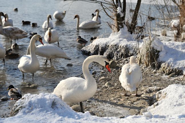 U uhynutých labutí potvrdili vírus vtáčej chrípky