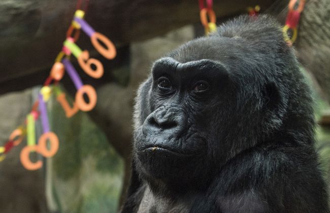 Zomrela najstaršia gorila v USA a zároveň prvá, ktorá sa narodila v zoo
