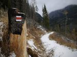 Rozšírenie lykožrúta v tatranských lesoch nezastavili ani silné mrazy