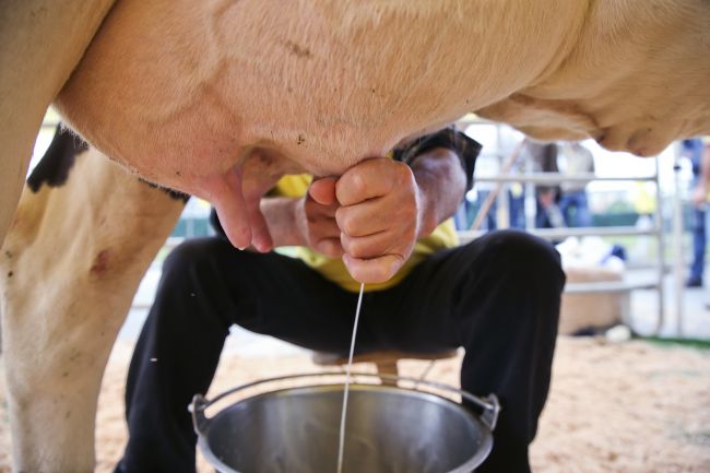 Európski mliekari protestujú proti nízkym cenám mlieka