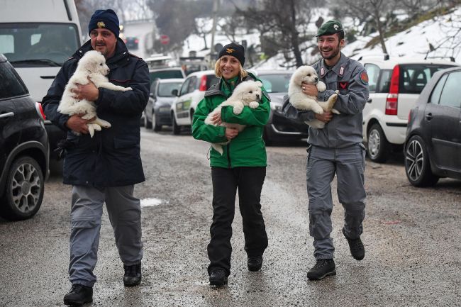 Záchranári našli v troskách hotela zasypaného snehom 3 živé šteniatka