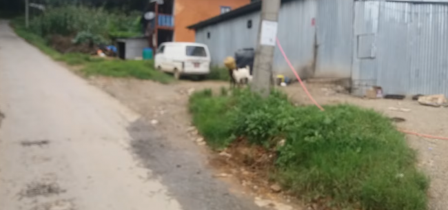 Video: Dve hlúpe kozy a ich záchrana