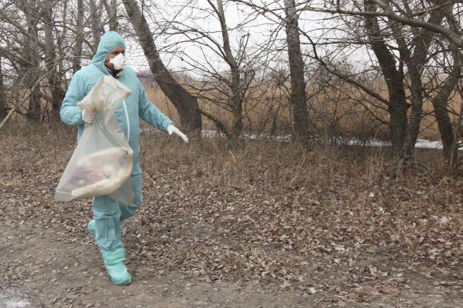 V ďalšom slovenskom meste potvrdili výskyt vtáčej chrípky