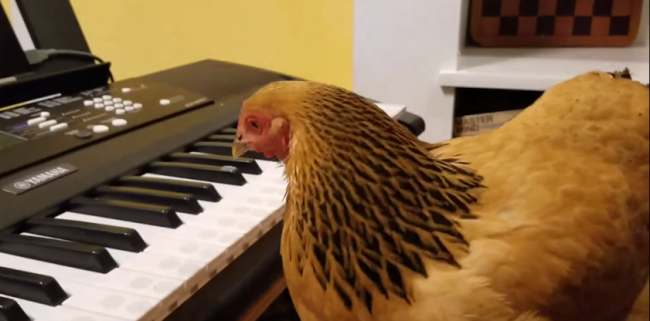 Video: Keď toto zvládne aj sliepka…