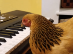 Video: Keď toto zvládne aj sliepka…