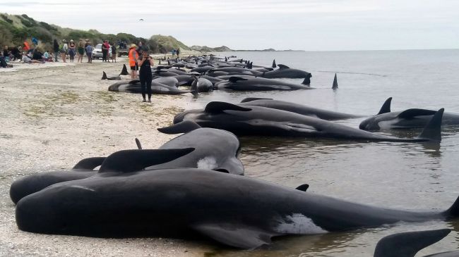 Video: Dobrovoľníci na Novom Zélande zachránili asi sto veľrýb
