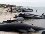 Video: Dobrovoľníci na Novom Zélande zachránili asi sto veľrýb