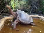 Pozostatky korytnačky menom Osamelý George vracajú z USA na Galapágy