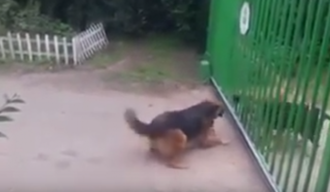 Video: Pes, ktorý šteká...