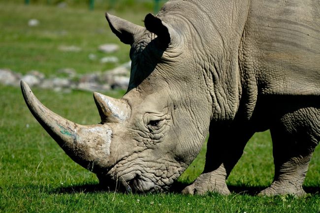 Vo francúzskej zoo zabili pytliaci nosorožca pre jeho roh