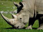 Vo francúzskej zoo zabili pytliaci nosorožca pre jeho roh