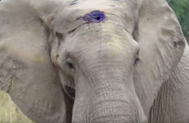 Video: Slona postrelili do hlavy pytliaci. Utekal k ľuďom, aby ich požiadal o pomoc