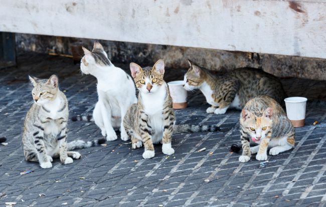 Cez víkend v hlavnom meste vykastrovali vyše sto pouličných mačiek