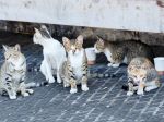 Cez víkend v hlavnom meste vykastrovali vyše sto pouličných mačiek