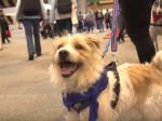 Video: Nadšeného psíka nezastavil ani pád a predviedol skutočnú šou