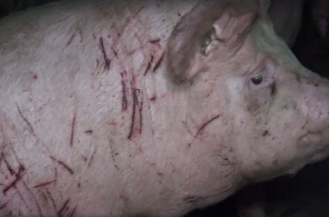 Video: Krutá realita prasacej farmy