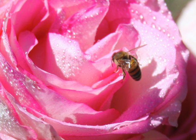 Koľko dní pred Jozefom vyletia včely, toľko týždňov bude chladno