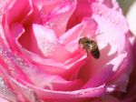 Koľko dní pred Jozefom vyletia včely, toľko týždňov bude chladno