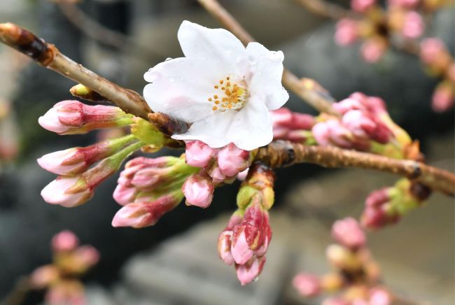 Do Japonska prišla jar - v Tokiu začali kvitnúť sakury
