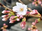 Do Japonska prišla jar - v Tokiu začali kvitnúť sakury