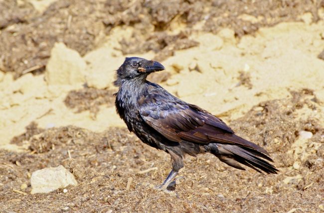 POČASIE: Keď vrany rozhrabávajú hnoj, bude daždivá jar
