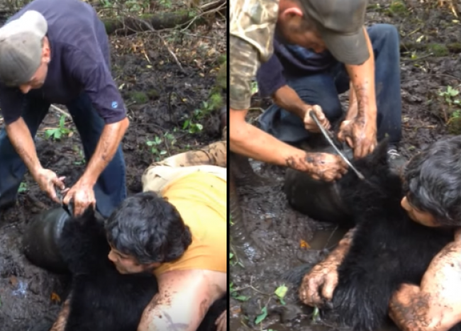 Video: Medveďa, ktorému uviazla hlava v nádobe zachánili odvážni dobrovoľníci