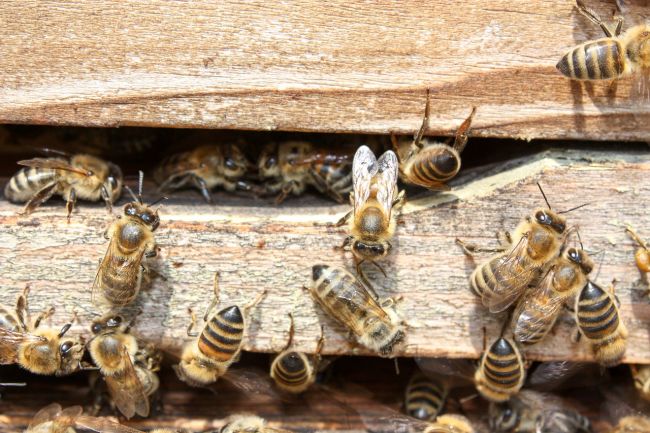 Európska komisia zakáže postreky na poľné porasty, aby ochránila včely