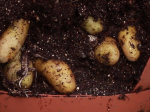 Video: Ako si vypestovať zemiaky v kvetináči
