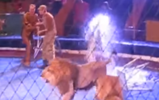 Video: Tu je dôvod nato, prečo divoké zvieratá nepatria do cirkusu