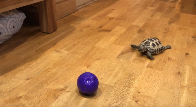 Video: Malá korytnačka si myslí, že je pes a je úplne rozkošná