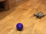 Video: Malá korytnačka si myslí, že je pes a je úplne rozkošná