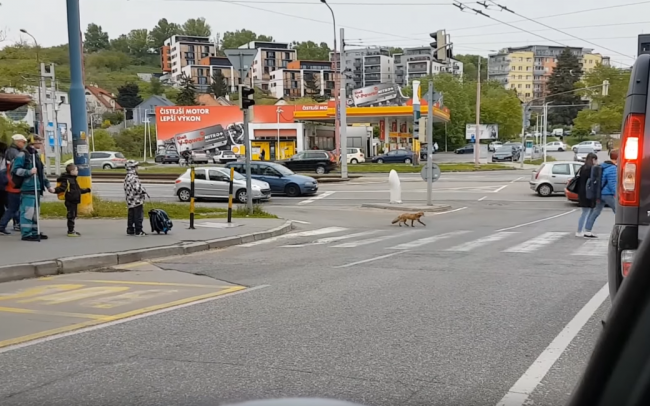 Video: Ešte aj líška v Bratislave vie, že má použiť priechod pre chodcov