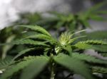 V Kalifornii vytláča marihuana z polí zeleninu aj vinič