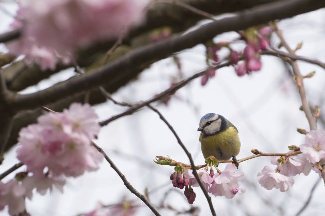 V máji večerná rosa chladná sľubuje veľa vína a sena