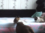 Video: Toto sa stane, keď necháte psa bez dozoru